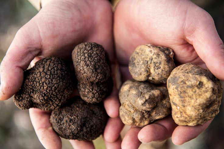 Fresh Black and White Truffle Available Upon Request